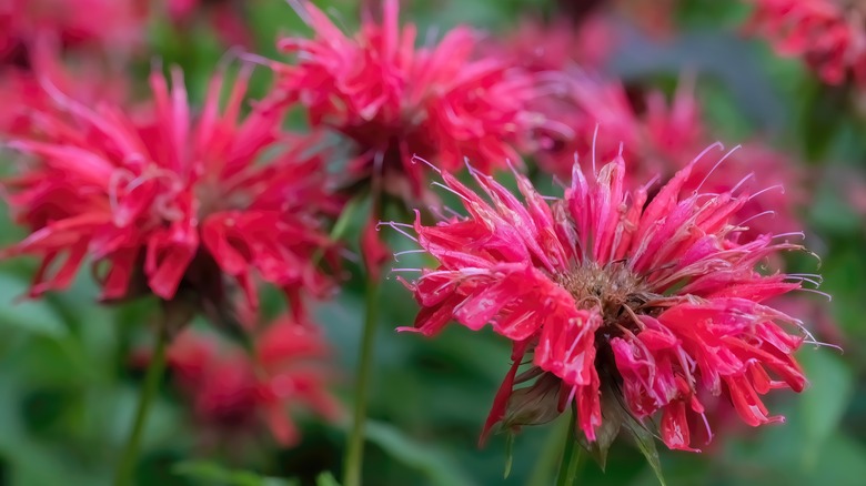 close up of red-flowering bee balm