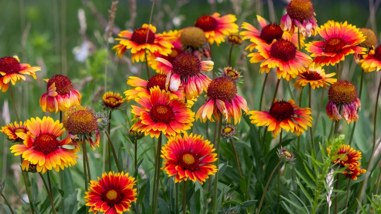 blanket flowers in the garden