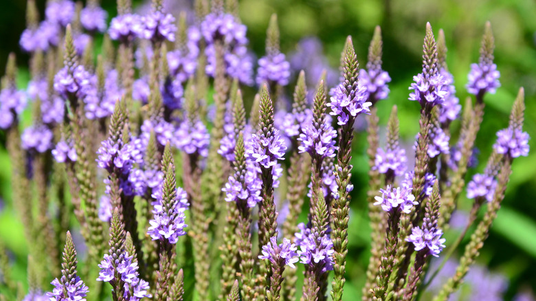 flowers of blue verbena