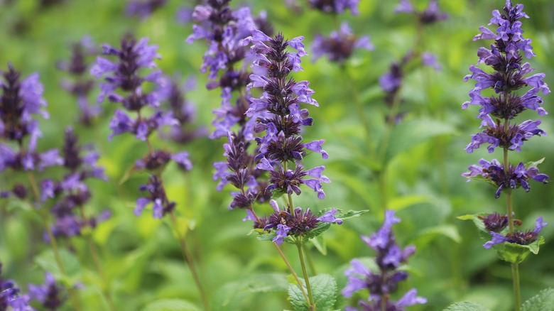 blue catmint flowers