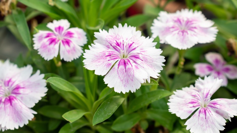 dianthus flowers in pink and white