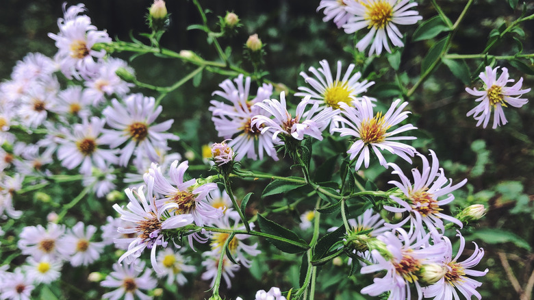 flowers of elliott's aster