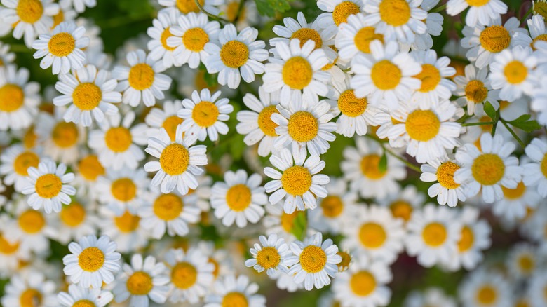 close up of feverfew flowers