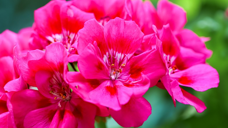 close up of bright pink geranium flowers