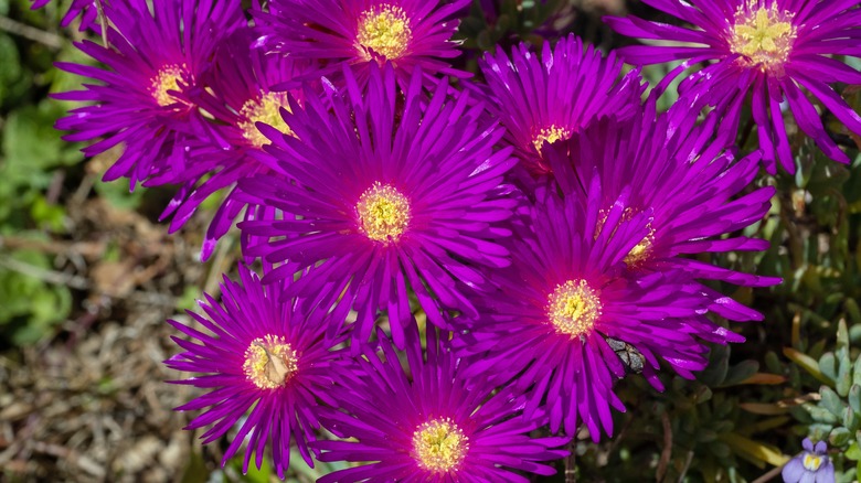 brilliant pink flowers of the ice plant