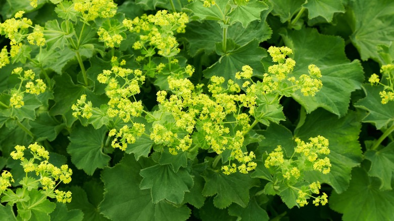 lady's mantle with yellow flowers