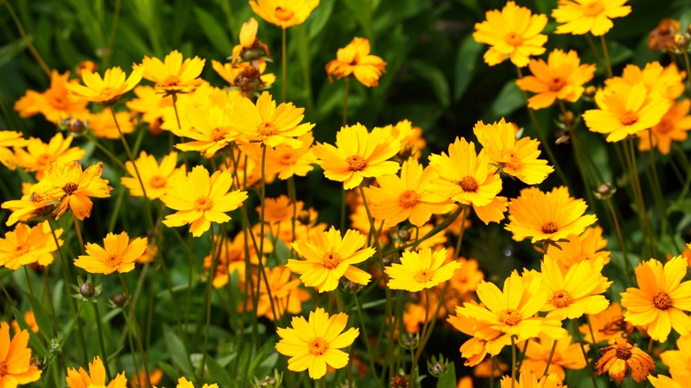 flowers of lobed tickseed