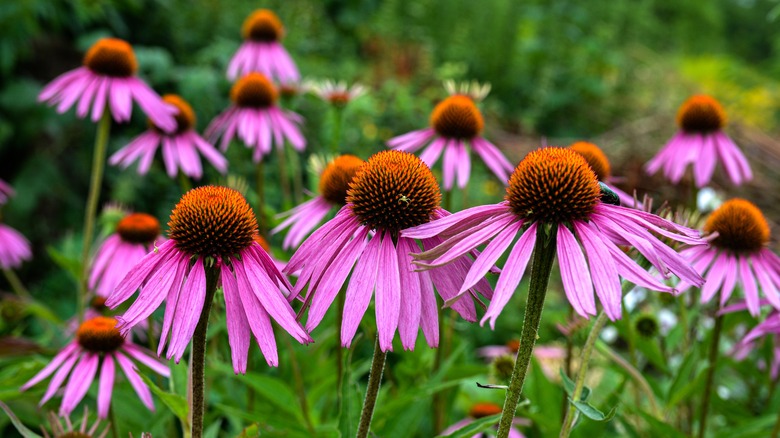 close up of purple coneflowers