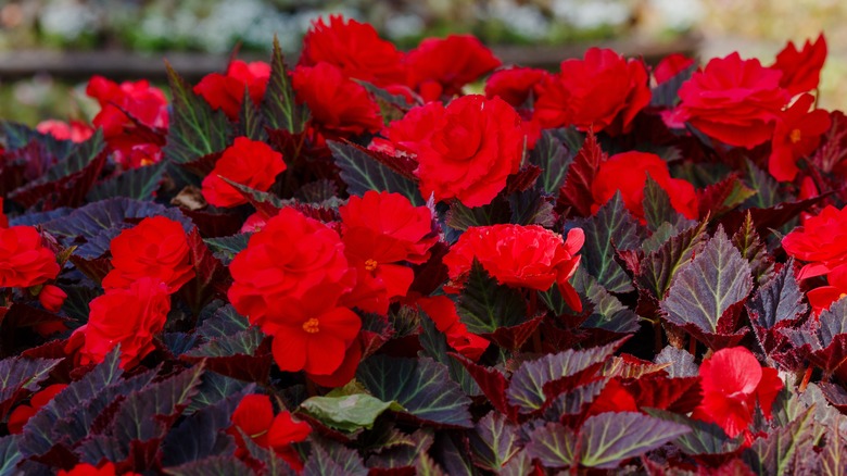 red tuberous begonias