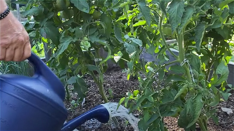 Milk being poured onto garden 