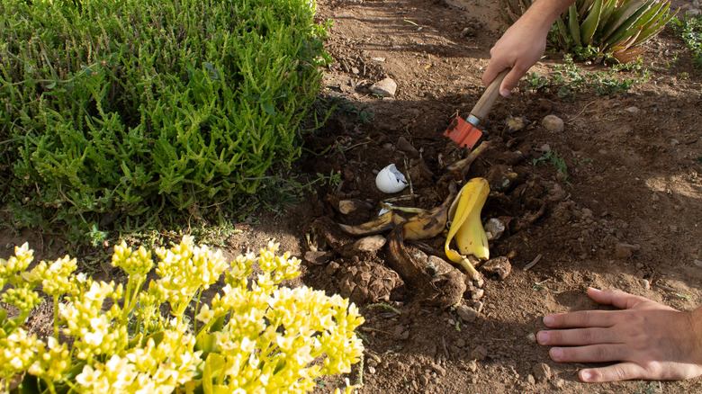 Using banana peels in garden 