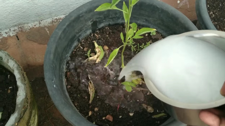 Pouring rice water on plants 