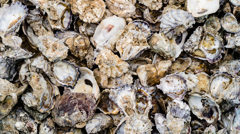 Pile of oyster shells 