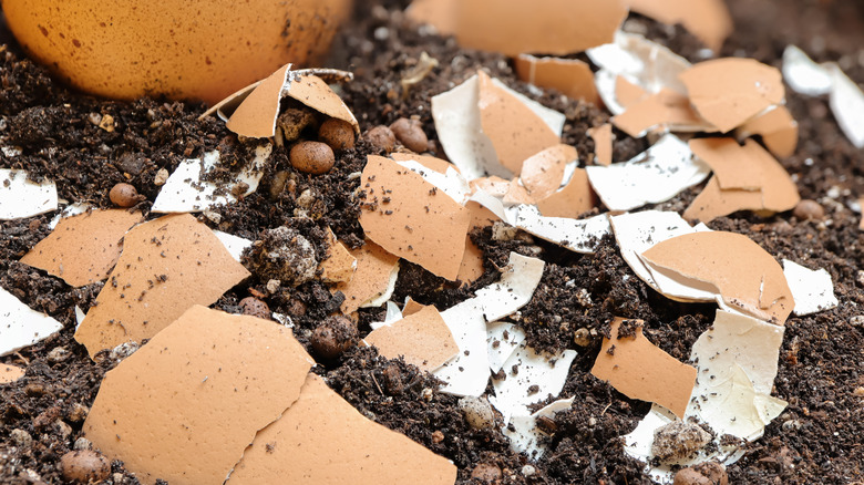 Broken eggshells in soil