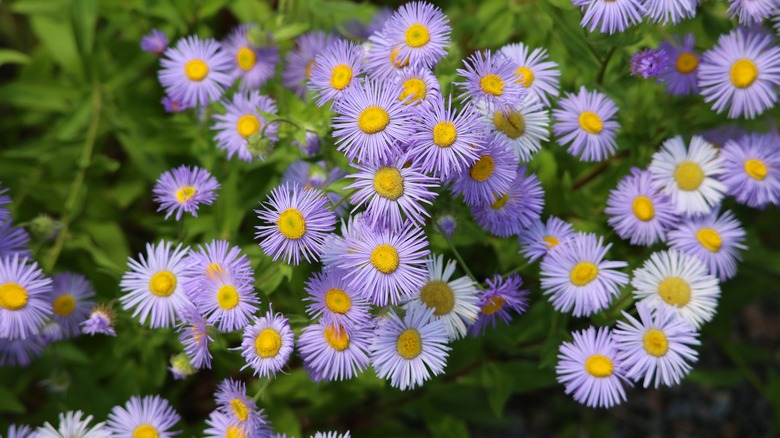 New England asters