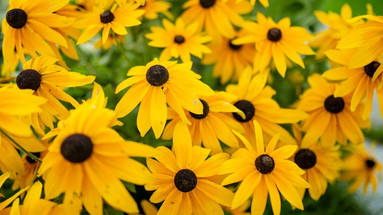 Black-eyed Susans