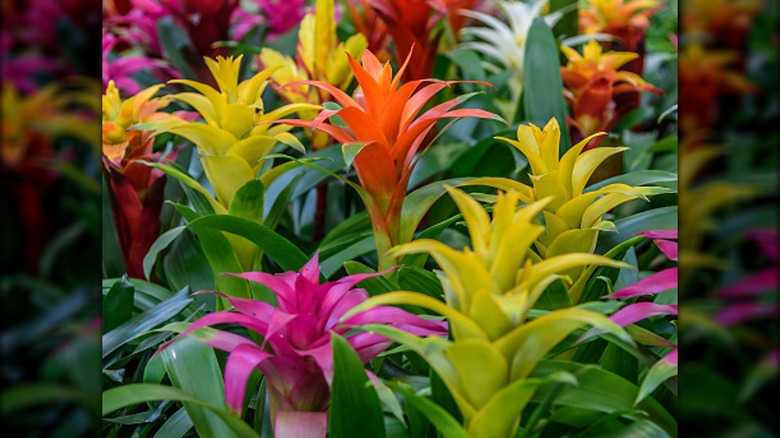 Bromeliads in bloom