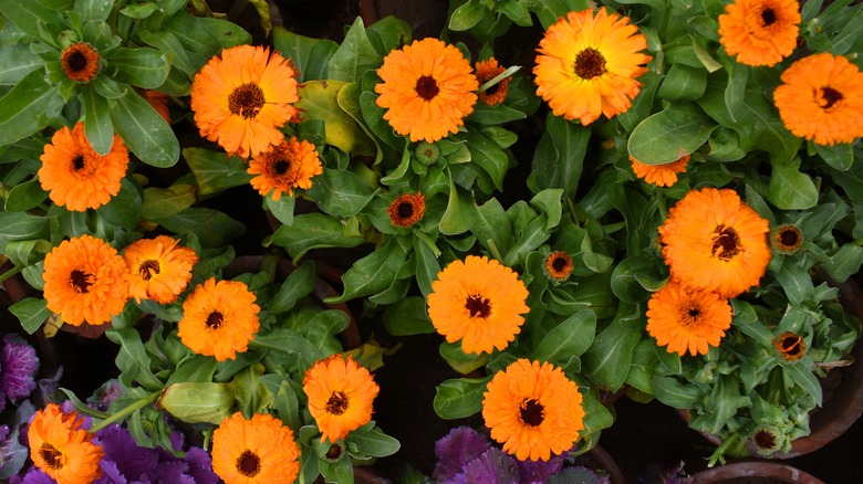 Calendula flowers