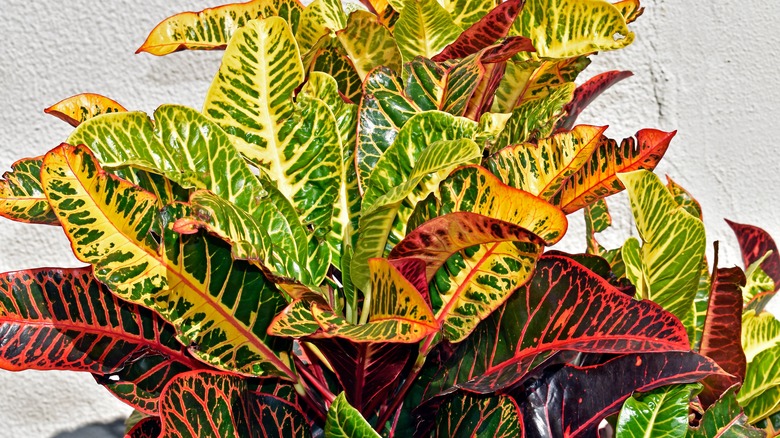 Croton plant