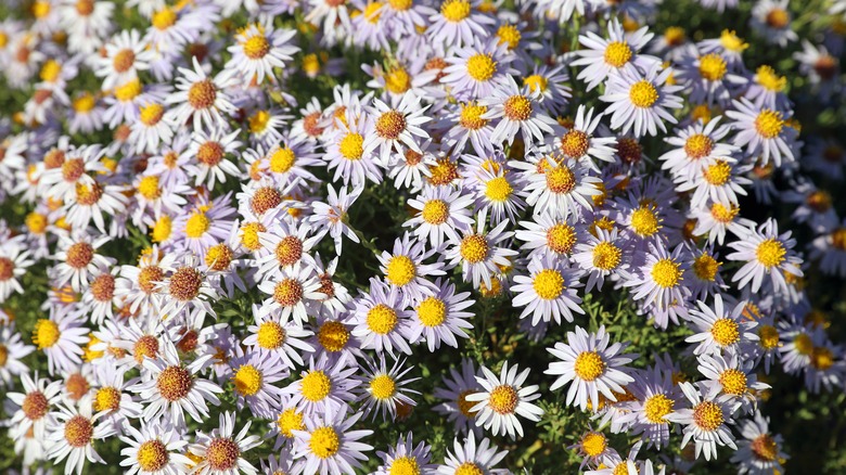 Eastern doll's daisy