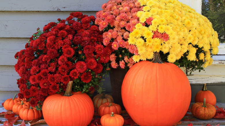 Colorful mums and pumpkins