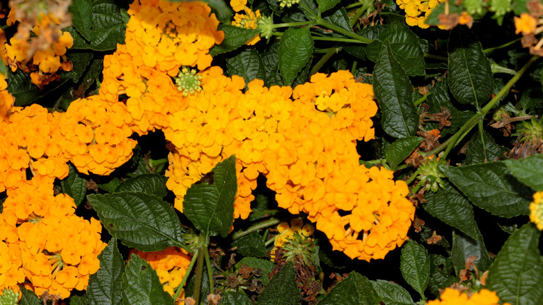 Lantana flowers