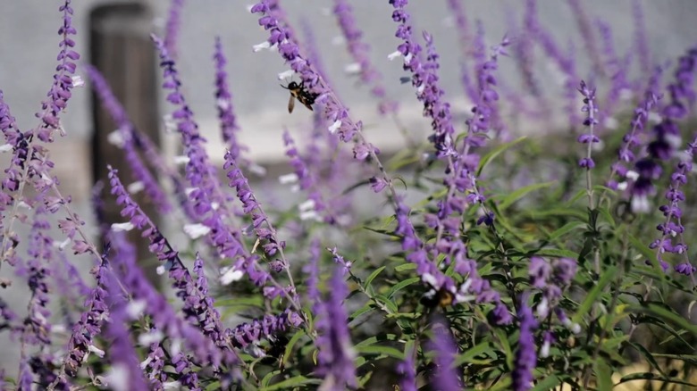 Mexican bush sage