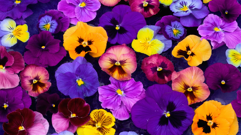 Pansies blooming