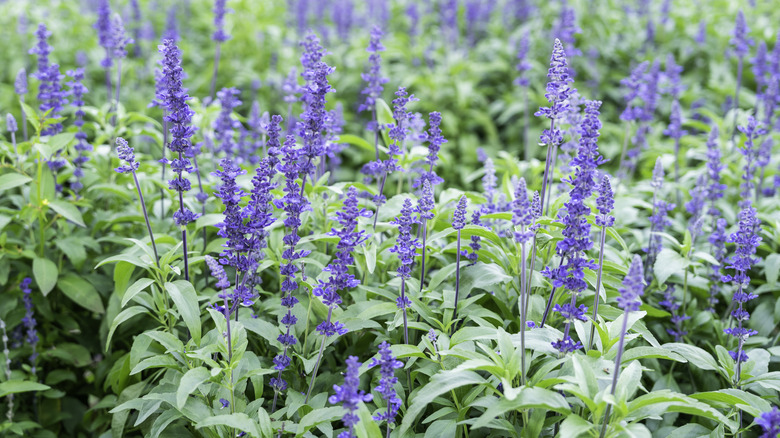 Salvia flowers