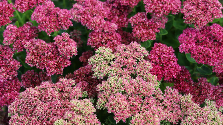 Pink sedum flowers