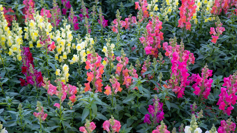 Colorful snapdragons in garden