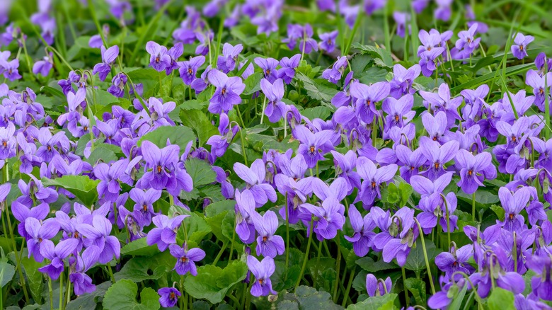 Violas in bloom