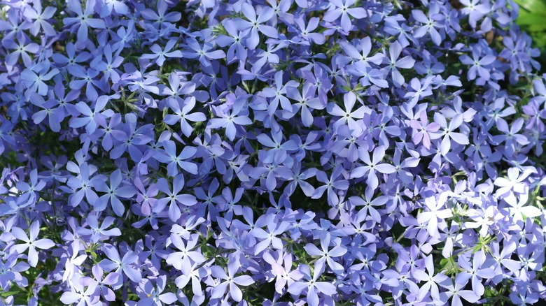 blue star creeper ground cover with five-petaled flowers