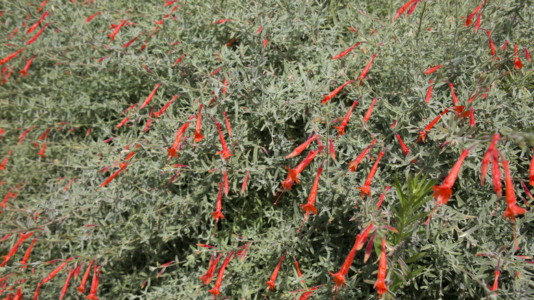 California fuschia ground covers with red trumpet blossoms