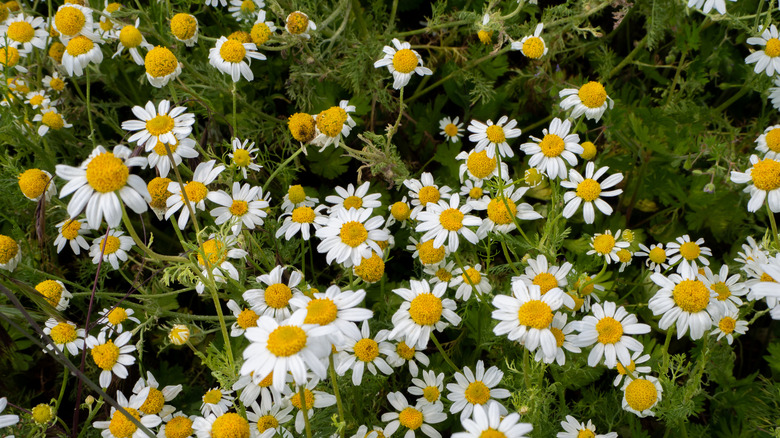 meadow of chamomile flowers