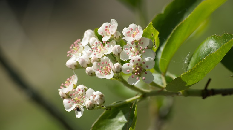 closeup of white chokeberry flowers with pink centers