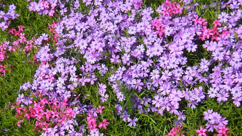 creeping phlox flowers in lavender and pink shades