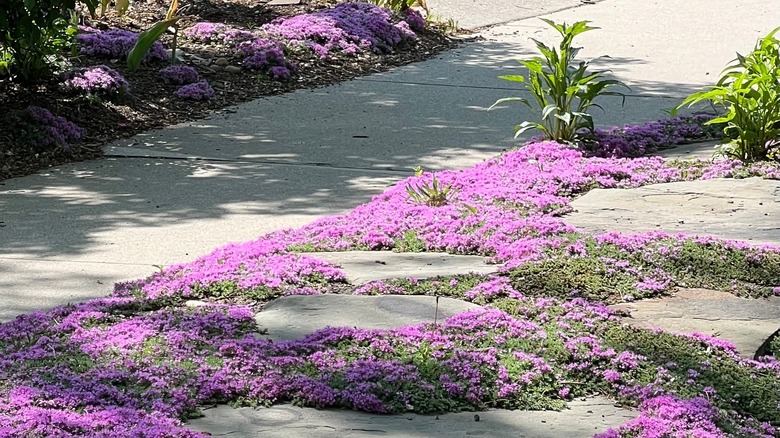 purple blooming creeping thyme ground covers