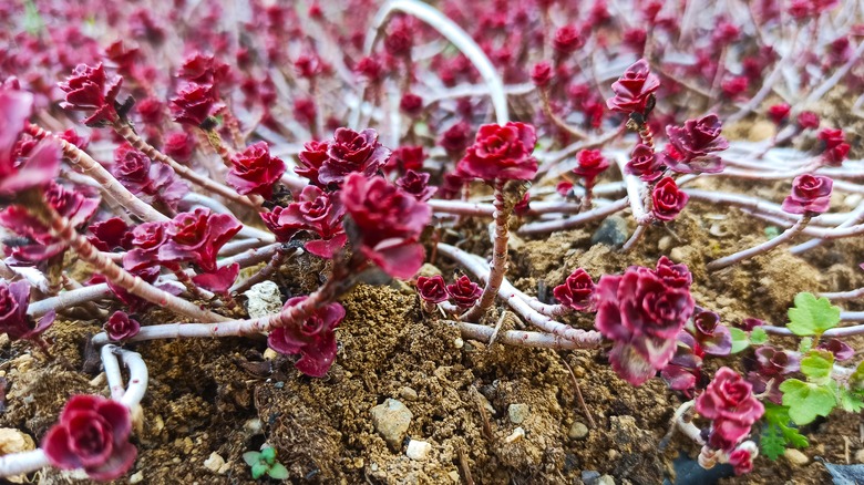 Sedum spurium red rosette ground covers