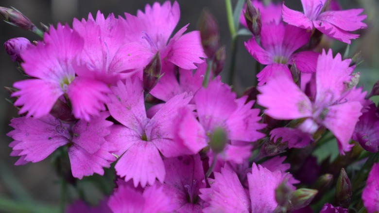 vibrant pink firewich flowering ground cover