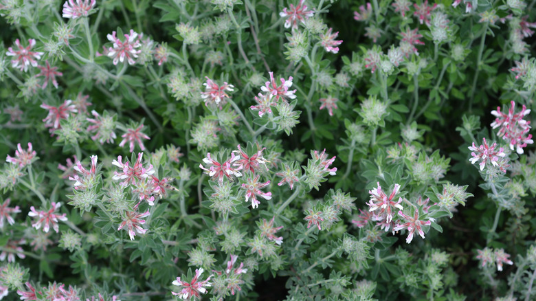 hairy canary clover ground covers with tiny pink blooms