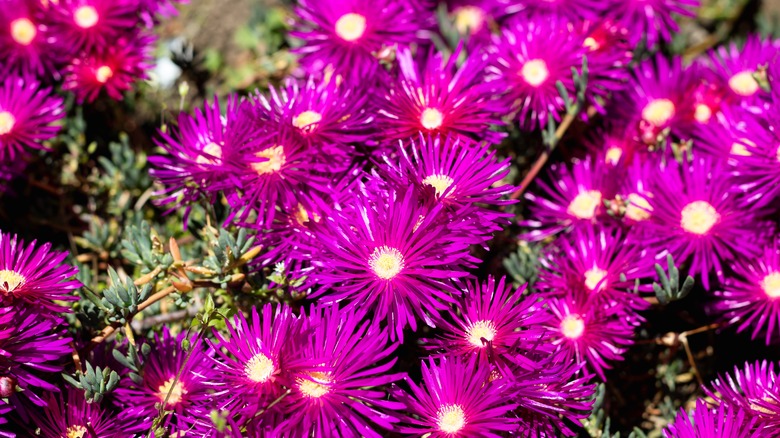 pink hardy ice plant flowers in fushia pink