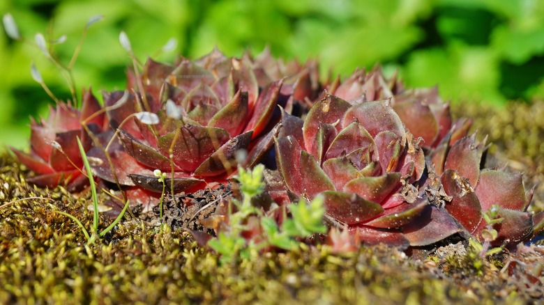 Red Hens and chicks succulent growing