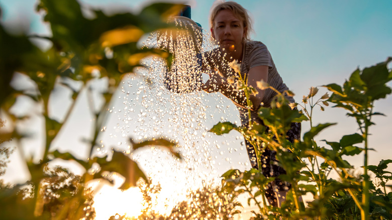 A woman watering her plants in the sun