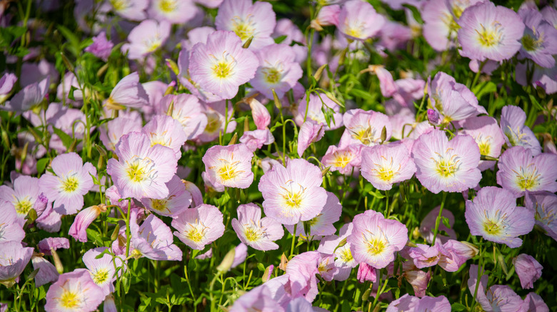 Oenothera speciosa pink flowers in bloom