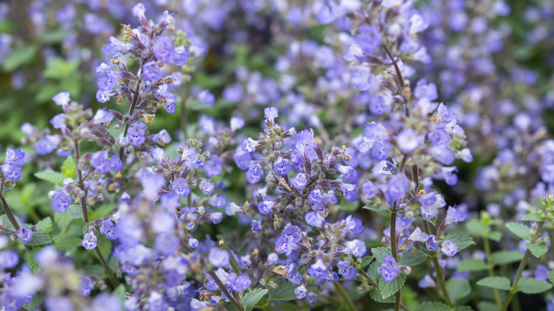 Purple Persian catmint flowers on straight stalks