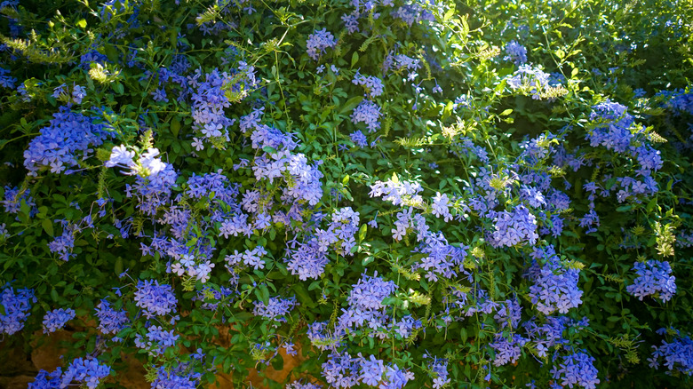 flowerbed of plumbago flowering in clusters