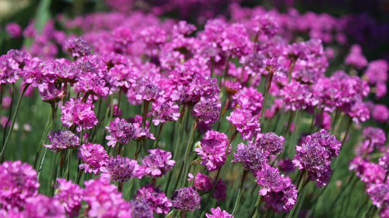 vibrant sea thrift flowers with round fusia flower heads