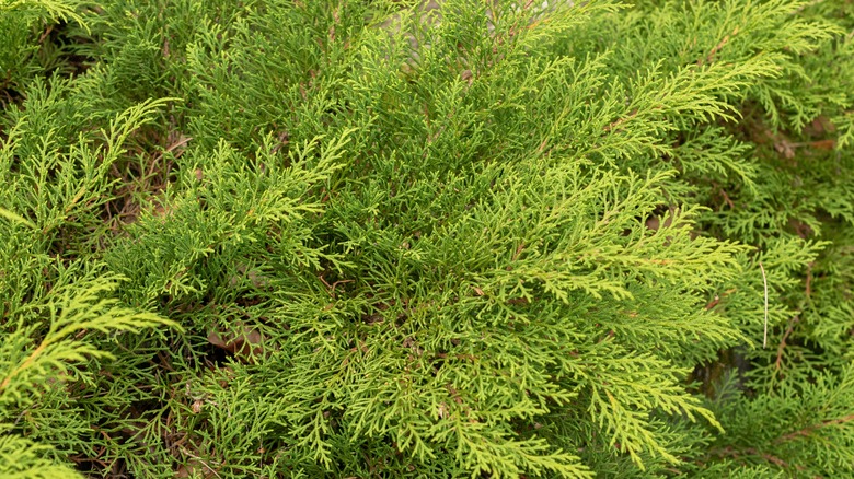 siberian cypress plant with light green fronds