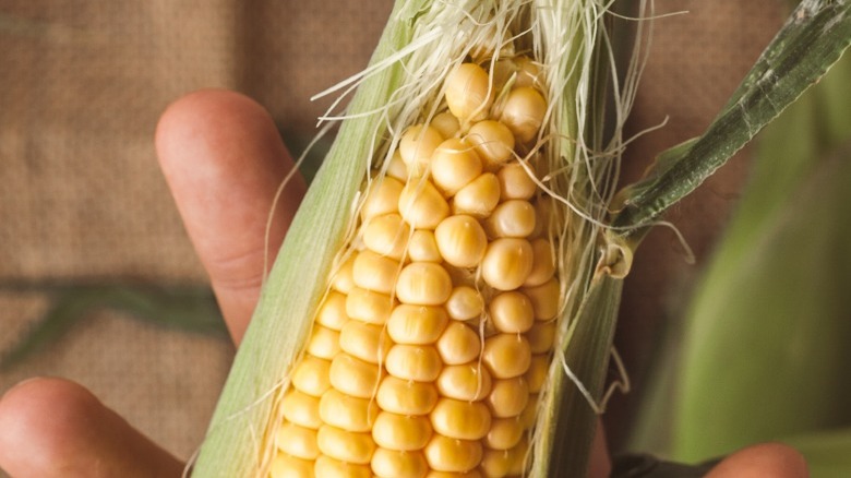 Closeup of ear of corn with silk